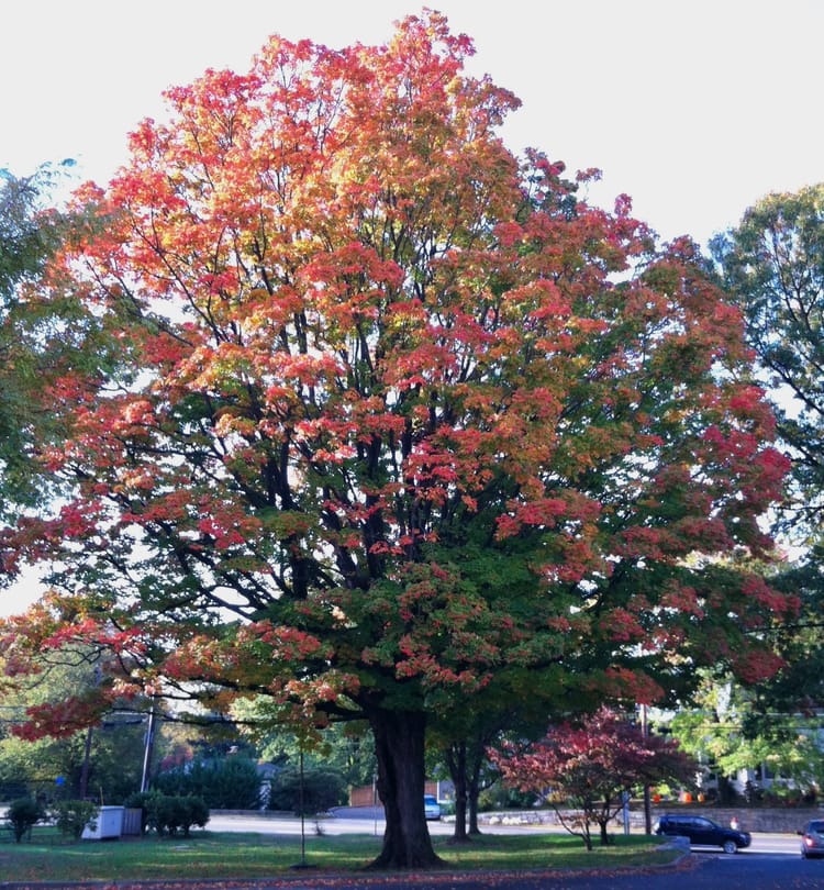 City Eyes 50% Tree Canopy Thanks to VPIS’s Neighborhood Tree Program, City Leaders' Dedication
